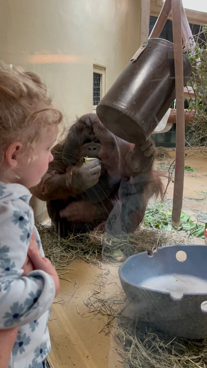 toddler peers into the primate exhibit at the zoo