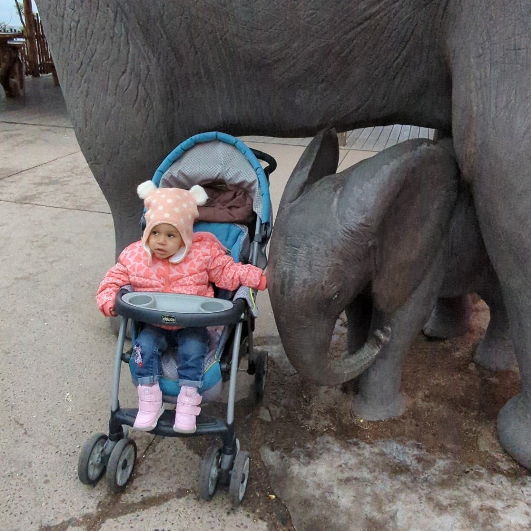 toddler in a stroller reaches for a small elephant structure